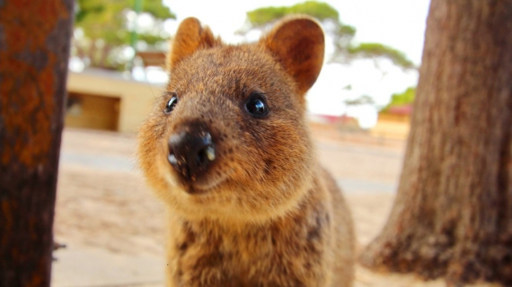 5 coisas para fazer em Perth