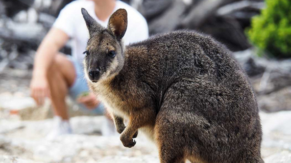 ¿Por qué estudiar en el sur de Australia?